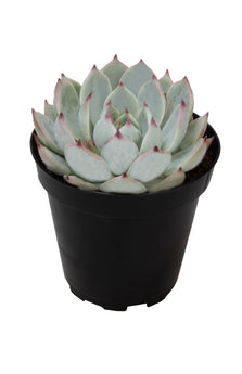 tippy succulent Echeveria 'Tippy'