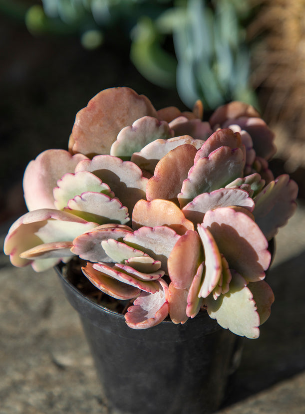 succulent kalanchoe fedtschenkoi Kalanchoe fedtschenkoi ‘Variegata’ “Variegated Lavender Scallops”