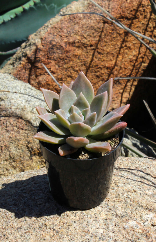 Graptopetalum paraguayense 'Ghost Plant' - 2.5"- Lifestyle
