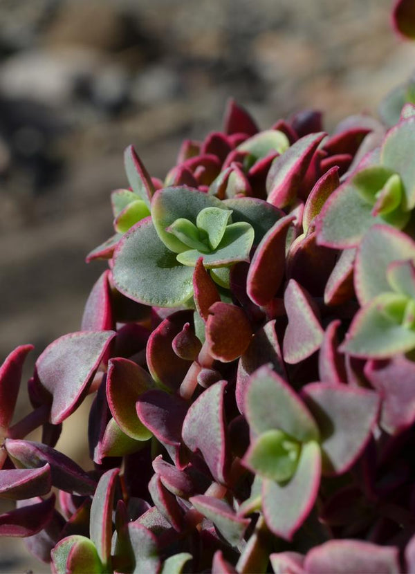calico cat succulent Crassula marginalis rubra Variegata 'Calico Kitten' 2 Inch