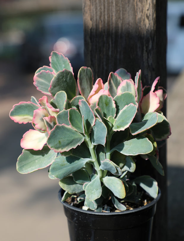 scallop succulent Kalanchoe fedtschenkoi 'Variegata' “Variegated Lavender Scallops”