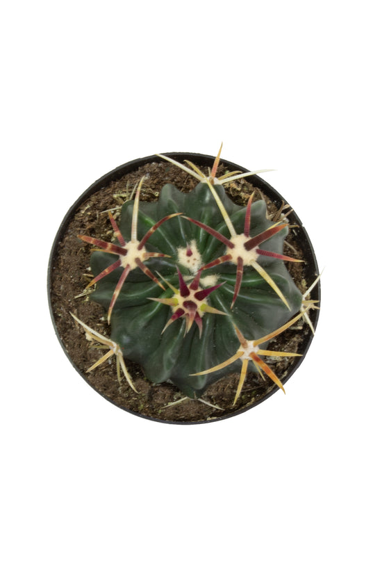 2.5 IN Cactus Ferocactus latispinus- Top
