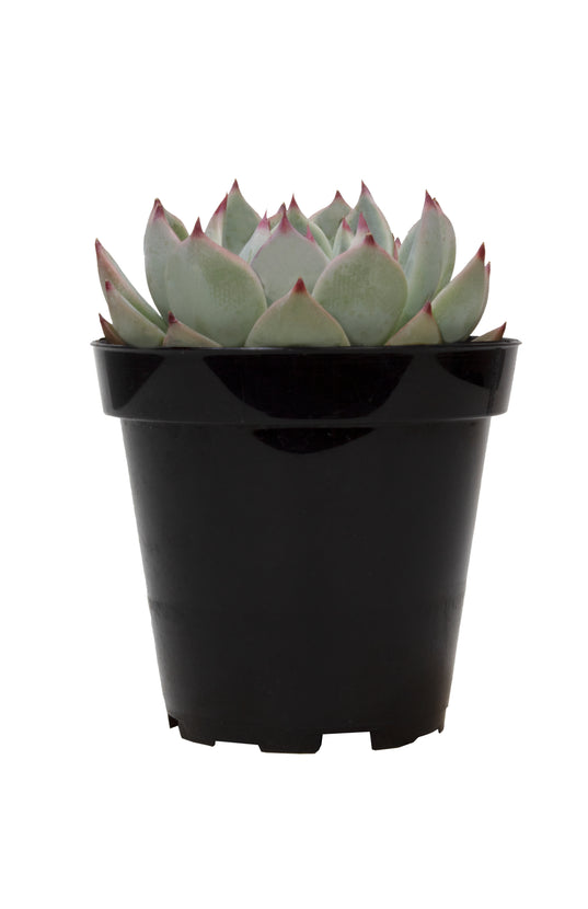 tippy succulent Echeveria 'Tippy'