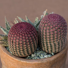 Echinocereus rigidissimus rubrispinus “Rainbow Hedgehog Cactus” - 2.5”