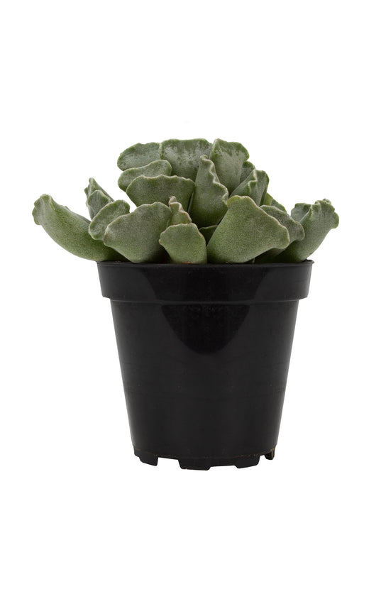 key lime pie succulent flower Adromischus cristatus “Key Lime Pie”