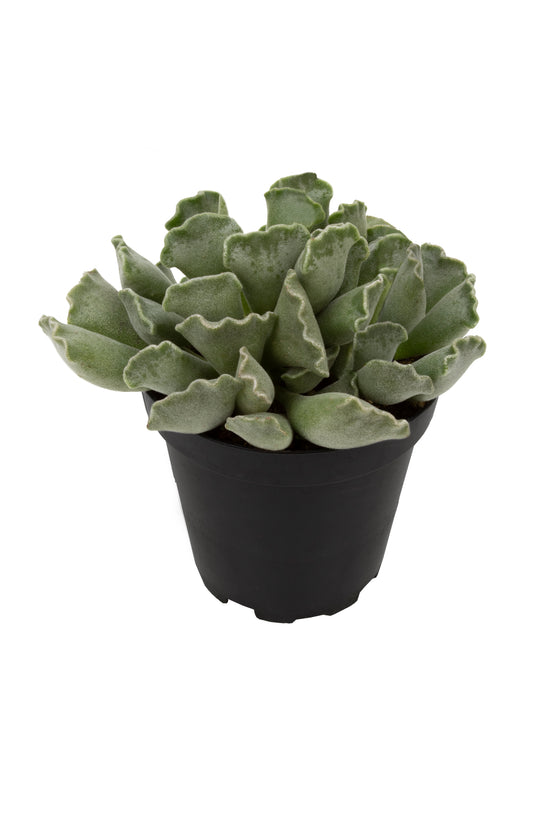 key lime succulent plant Adromischus cristatus “Key Lime Pie”