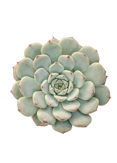 Echeveria minima hybrid - 3.5"