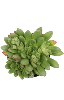 Pachyveria ‘Spring Bouquet’ USPP30,341