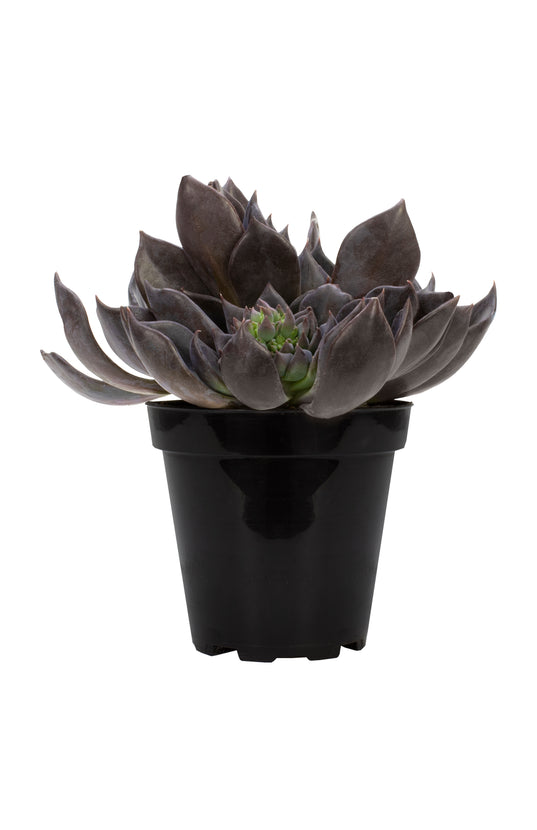 dark moon succulent care Echeveria 'Dark Moon' US PP28,685