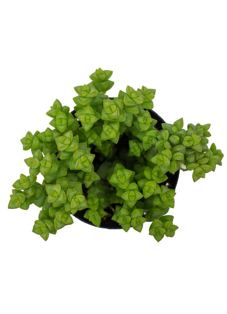 tom thumb succulent Crassula 'Tom Thumb'