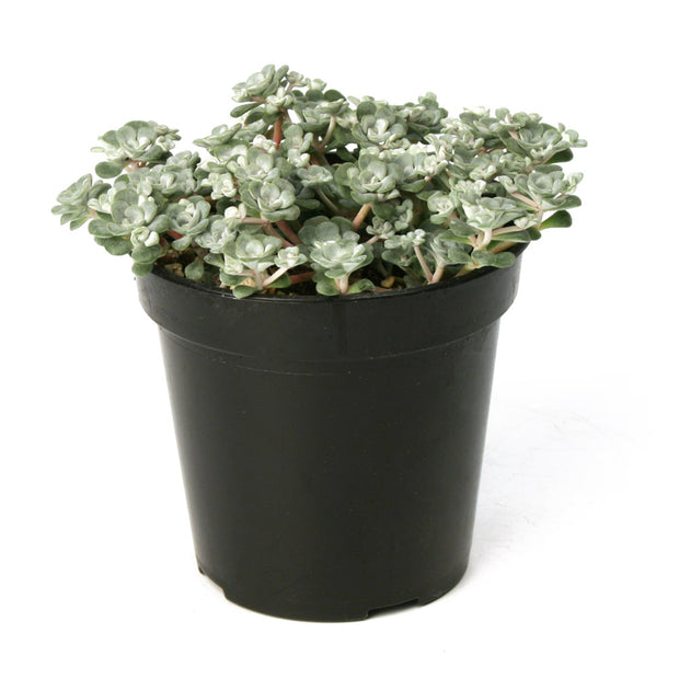 Sedum spathulifolium ‘Capo Blanco’ - 3.5