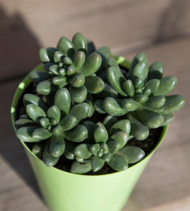 crocodile succulent Cremnosedum ‘Crocodile’