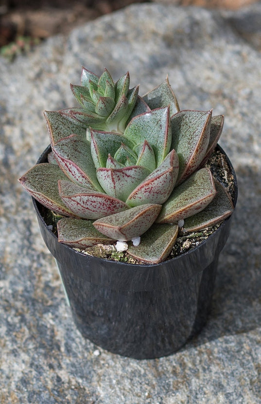 echeveria sleepy succulent Echeveria purpusorum