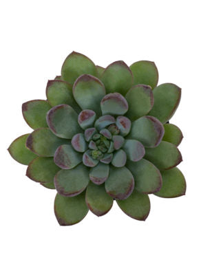 claire succulent Pachyveria 'Claire'