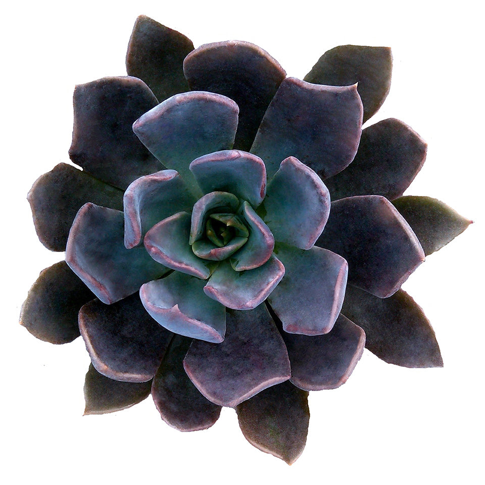moon succulent Echeveria 'Dark Moon' US PP28,685