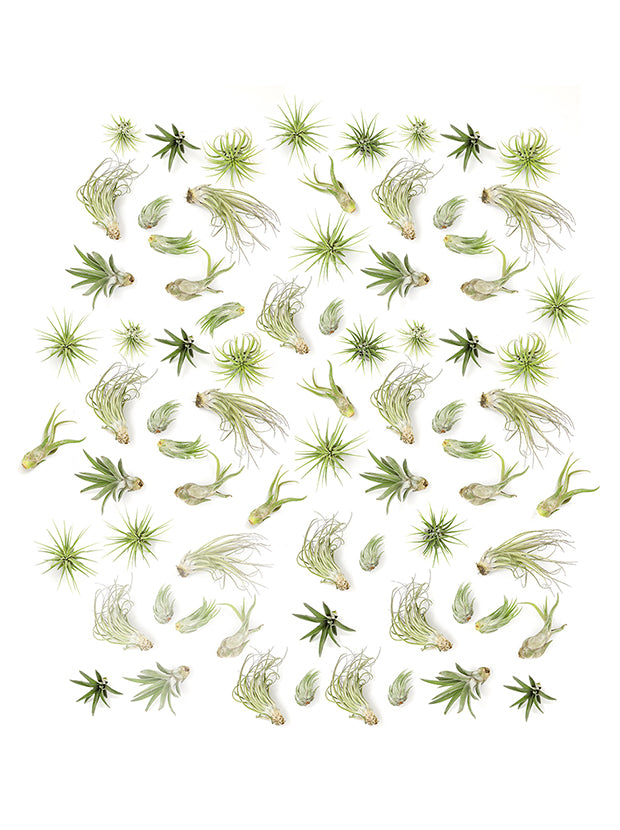 mini air plants bulk 100 Pack Bulk Assorted Tillandsia Air Plants – Altman Specialty Plants