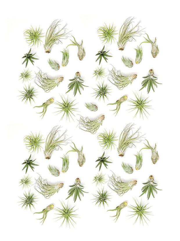 50 Pack Bulk Assorted Tillandsia Air Plants – Altman 50 Pack Bulk Assorted Tillandsia Air Plants – Altman