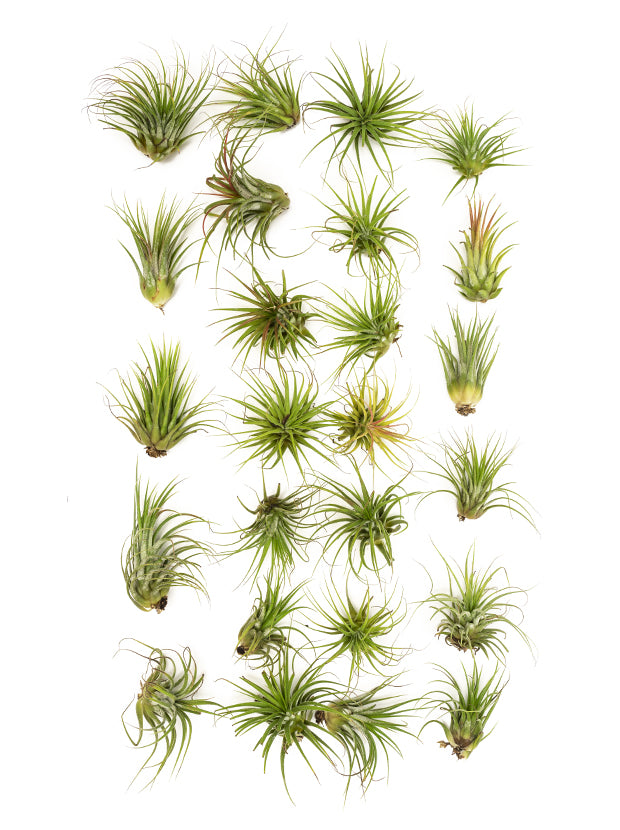 specialty air plants 75PK MINI IONANTHA TILLANDSIA (AIR PLANTS) – Altman Specialty Plants