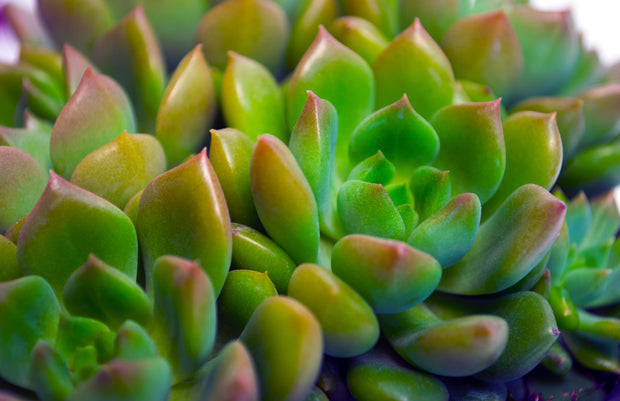 little sleepies succulents Echeveria 'Sleepy'™