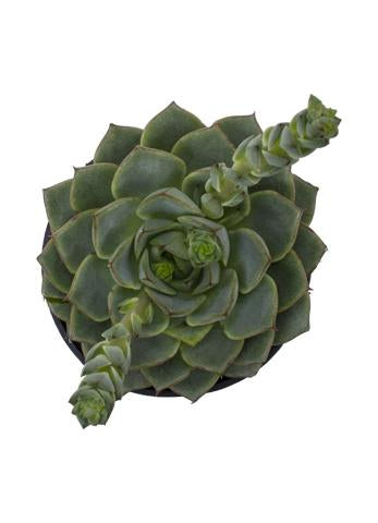 parva succulent Echeveria parva