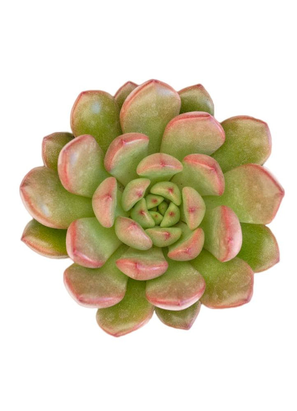 succulent bashful Graptoveria 'Bashful'™