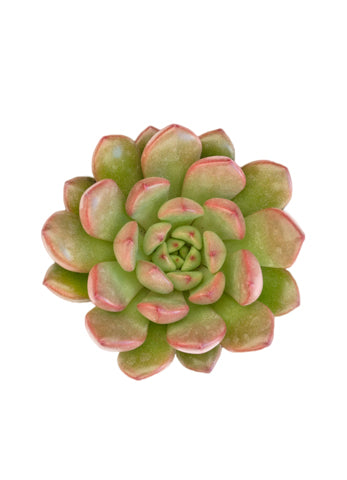 bashful succulent Graptoveria 'Bashful'™