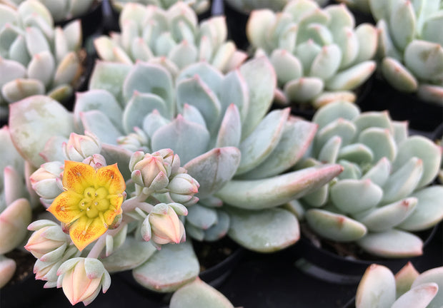 succulent moonglow Graptoveria 'Moonglow'