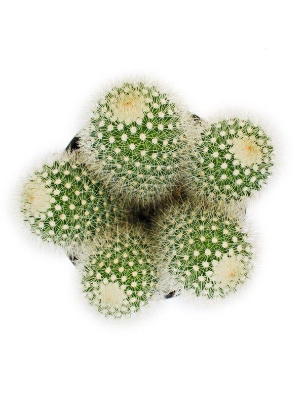 Mammillaria pilcayensis "Bristle Brush" - 2.5"