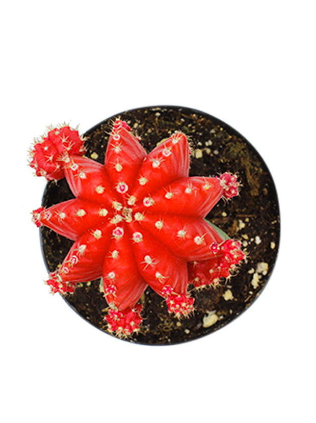 Gymnocalycium mihanovichii 'Hibotan' "Moon Cactus" Red - 2.5"