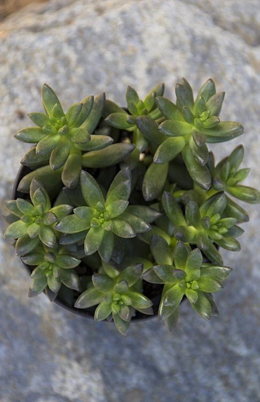 sedeveria jet beads succulent Sedeveria 'Jet Beads'