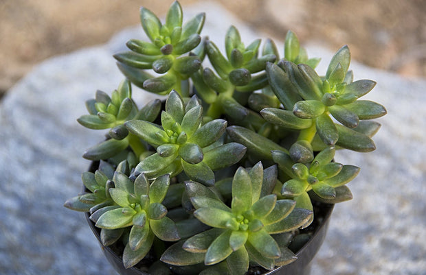 succulent jet beads Sedeveria 'Jet Beads'