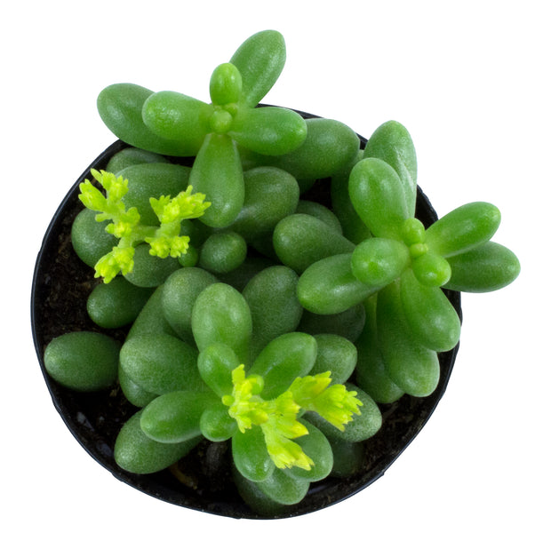 Sedum hernandezii - 3.5"