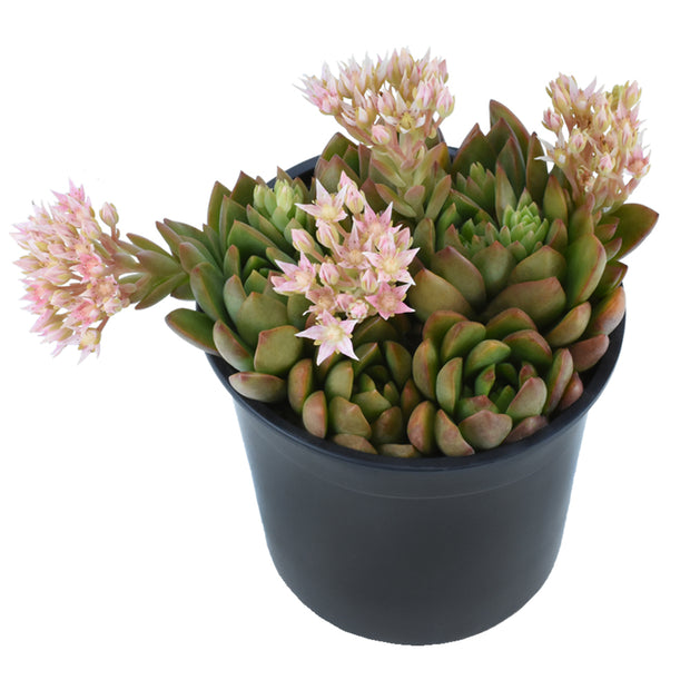 tacisedum spring glow succulent Tacisedum 'Spring Glow'