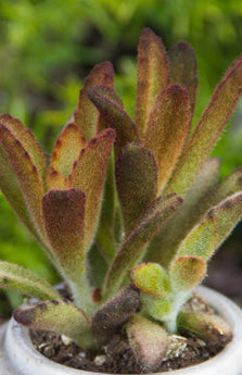 Kalanchoe tomentosa 'Chocolate Soldier' - lifestyle