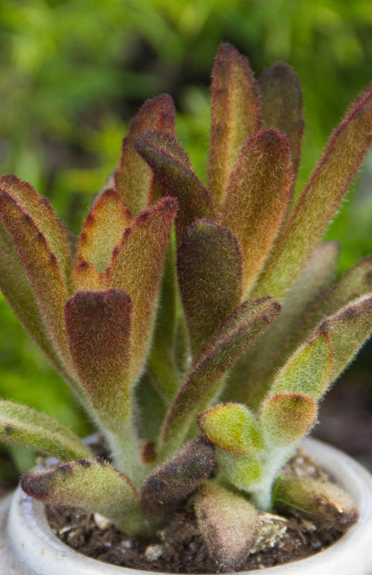 chocolate soldier succulent plants Kalanchoe tomentosa 'Chocolate Soldier'