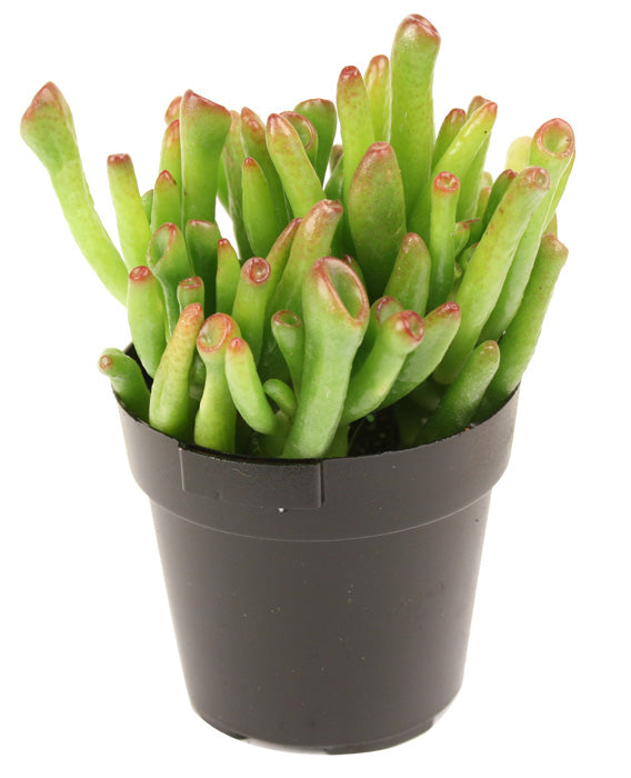 ogre jade plant Crassula ovata 'Ogre's Ears'
