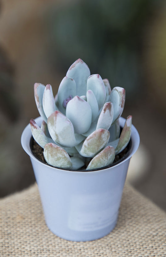 powder puff succulent Pachyveria 'Powder Puff'