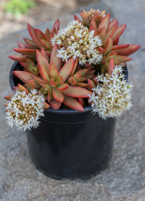 adolfi succulent Sedum adolphi Firestorm™