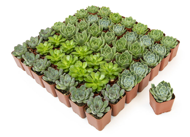 succulents in bulk for favors 2 Inch Green Rosette Succulents Plants Live Indoor Plants, Bulk Weddin – Altman Specialty Plants