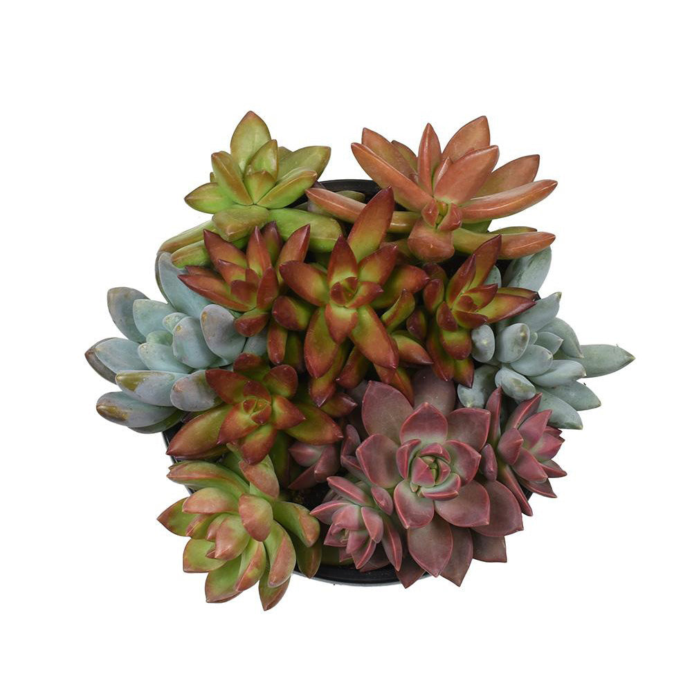 truffle succulent Cotyledon 'Mint Truffles' USPP28,110