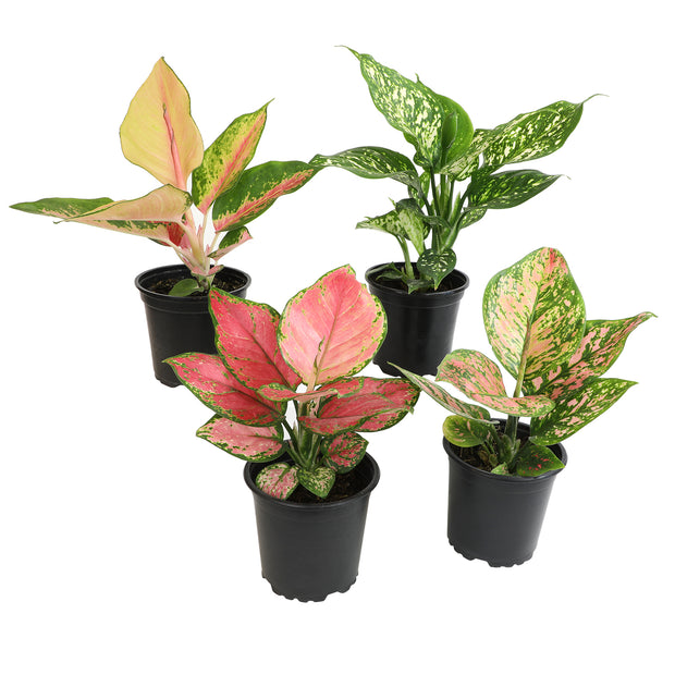 aglaonema arten 12 Pack of 4.25-inch Assorted Aglaonema – Altman Specialty Plants