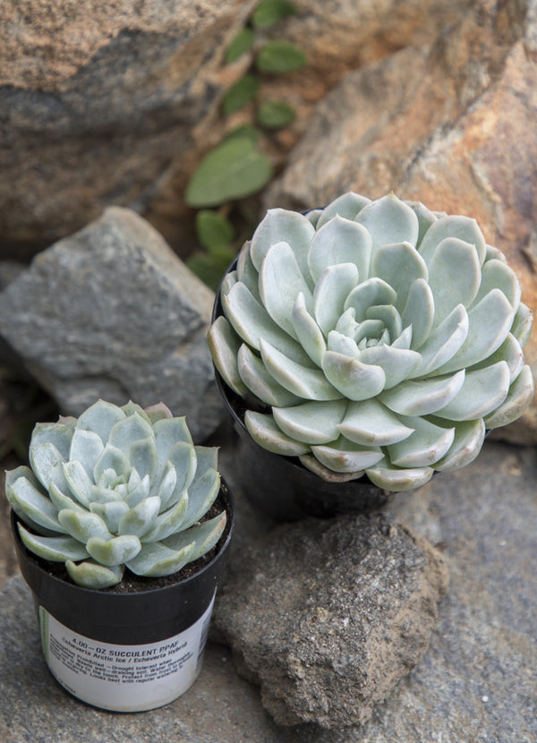 ice plant succulent for sale Echeveria 'Arctic Ice' USPP29,584