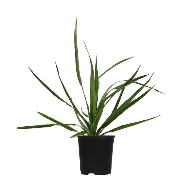 gal dracaena Dracaena Draco
