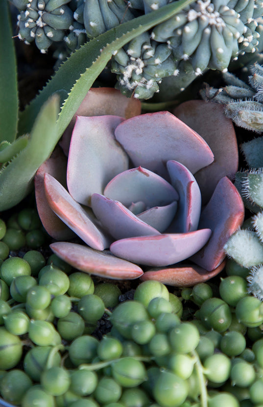 echeveria dusty rose succulent Echeveria 'Dusty Rose'