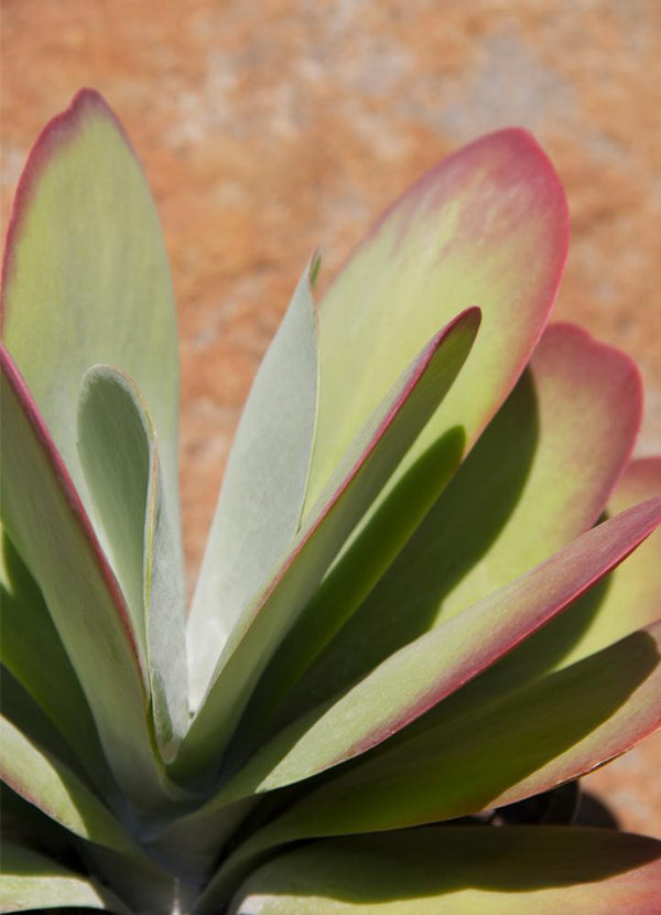 kalanchoe luciae flapjacks succulent plant Kalanchoe luciae “Flapjacks”
