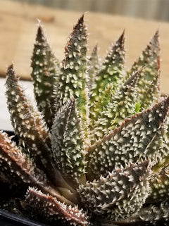 3.5" Aloe ‘Tarantula’ PPAF
