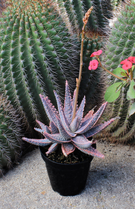 aloe vera plant purple Aloe 'Purple Haze' USPP32,604