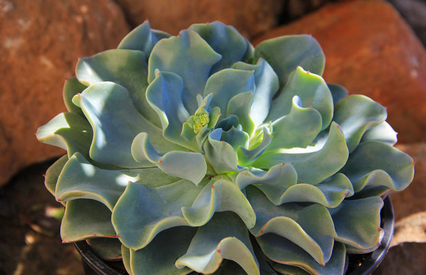 galaxy blue succulent Echeveria ‘Galaxy Blue’ USPP28,745