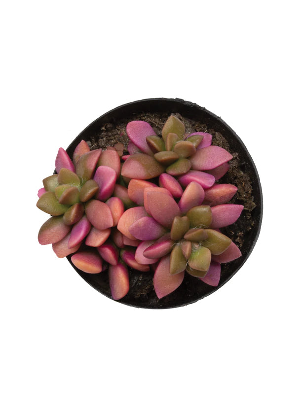 cinnamon succulent Kalanchoe tomentosa 'Cinnamon'