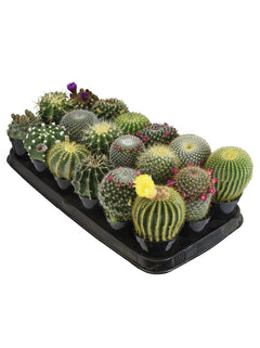 Assorted Cacti - 3.5"